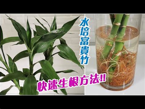 梁芷珊 水 種 植物 風水